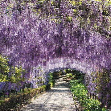 Bardini Garden restoration