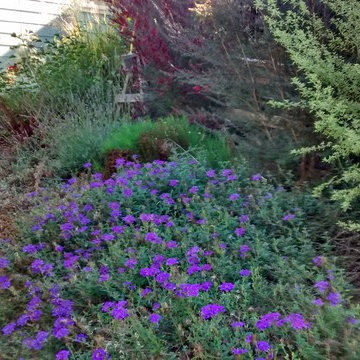 Greywater Drip Irrigation System (back yard)
