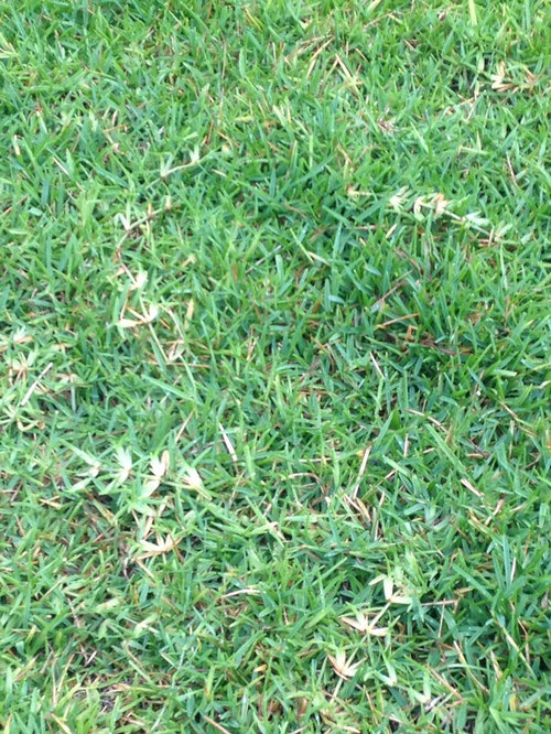 Why are the runners above the grass?