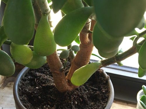 Jade Plant leaves are turning yellow?