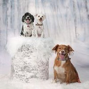 Lauren Wollin-Ramirez's photo
