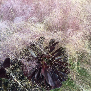 Great Plant Combo's