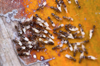 Pavement Ants & their Eggs
