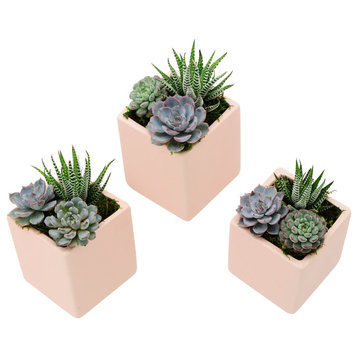 Small Cube Wall Planters, Set of 3, Coral, 3.5"x4"