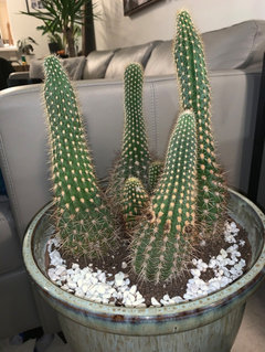 What is that white stuff on my cactus?