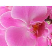 Arantxa Cayarga's photo