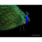 Davina McDonald's photo
