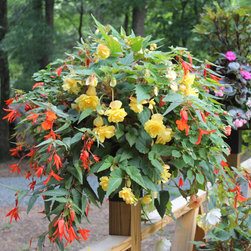 16" Single Basic Basket Planters - Products