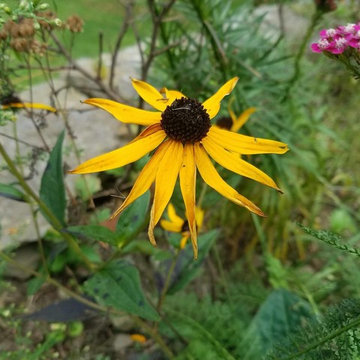 Low Maintenance Wildlife Garden in New York's Capitol Region