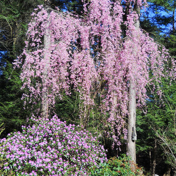 Serenity Garden