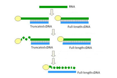 Full Length cDNA Library