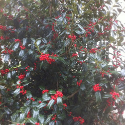 Bushes and Shrubs - Products