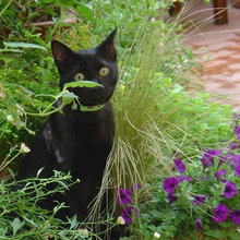 C'è un gatto in giardino (there's a cat in my garden..)