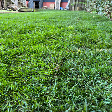 Backyard Sod Area Adjacent to Patio Deck