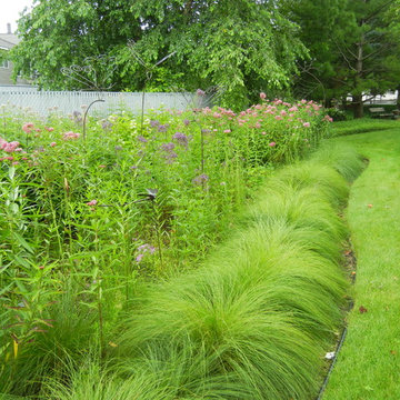 Rain Garden