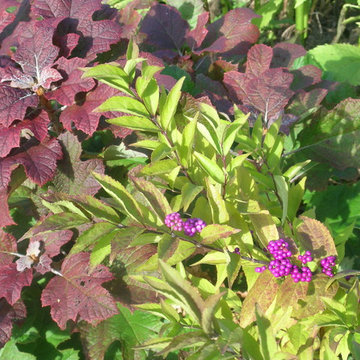Workhorse Plants