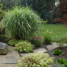 Backyard, Koi pond
