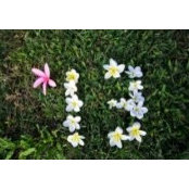 Mireya Domenech's photo