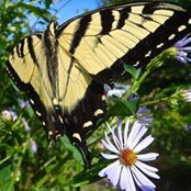 Rita Lowman's photo