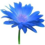 Lilly Blues billede