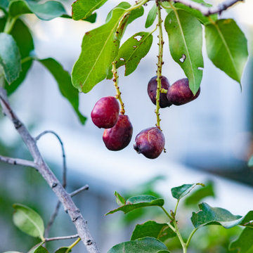 Catalina Cherry Shrub in Fall