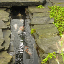 ponds