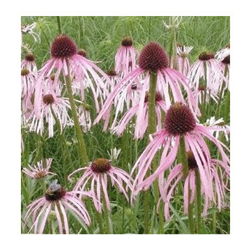 Echinacea pallida
