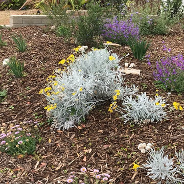 Mini Meadow