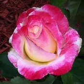Kathleen Skenadore's photo
