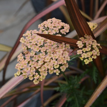 Flower Power