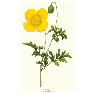 Vintage Botanical Flower Art : Poppy
