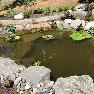 Waterfall and Koi Pond