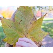 Kirsten Nelson's photo