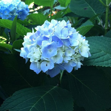 Hydrangea Festival Contest