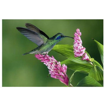 "Green Violet-ear hummingbird, epiphytic Orchid Costa Rica" Paper Art, 32"x22"