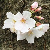 Nancy Chan's photo