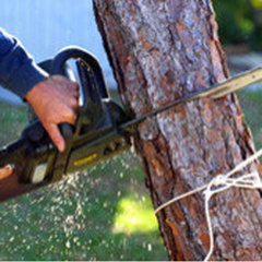 C & R Tree & Stump Service