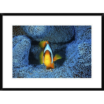 "Clownfish In Blue Anemone" Framed Digital Print by Barathieu Gabriel, 32x24"