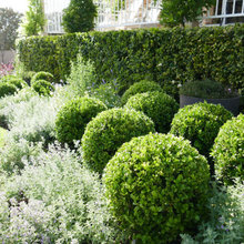 Front Lawn Landscaping