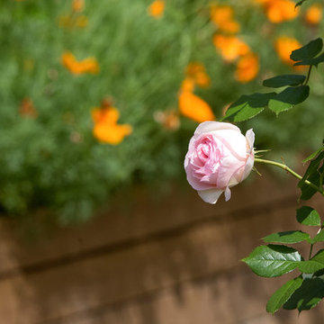 Jardin zen & floral