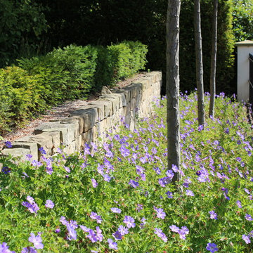 Geranium `Joly Bee´ vor Sandstein-Trockenmauer