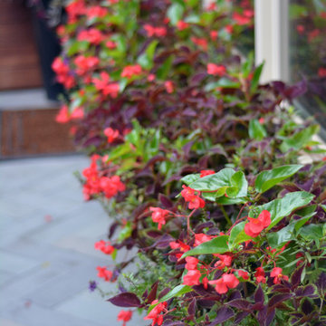Summer Annuals