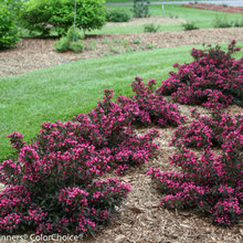 Edgewater landscape