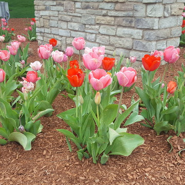 Spring Flowers