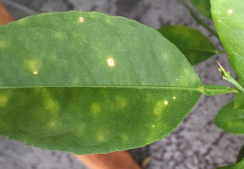 Mottled leaves on potted key lime tree.