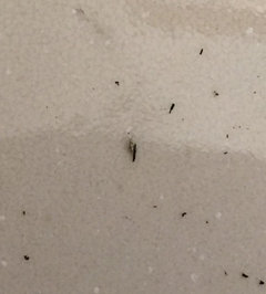 Tiny TINY brown/Gray bugs in potted soil