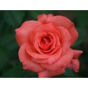 Sally Staley Kriner's photo