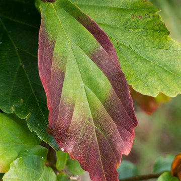 Great Design Plants
