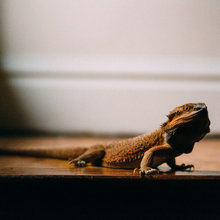 Pet’s Place: Goober the Lizard Conquers the Stairs