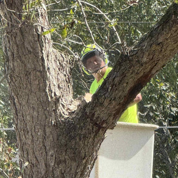 First Response Tree Experts